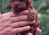 Toy Poodle Mini Yavrular